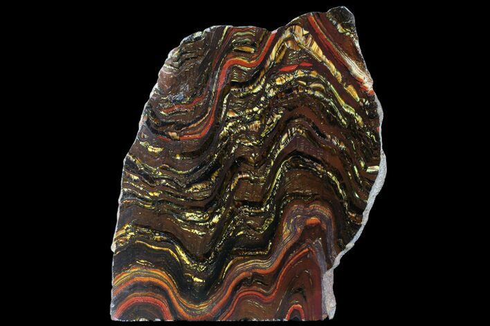 Polished Tiger Iron Stromatolite - ( Billion Years) #95894